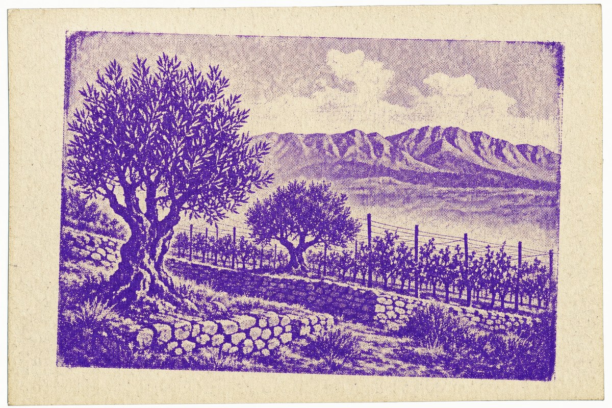 Impresión a una tinta de una ladera de terrazas secas con olivos en primer plano, vides en espaldera detrás y una cordillera al fondo.